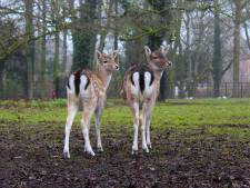 Bok in Park Merwestein wordt tóch nog niet gesteriliseerd vanwege politieke druk