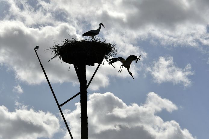 Het ooievaarspaar nabij de Leemansmolen in Vriezenveen.
