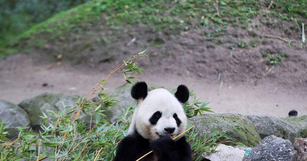 Fossiele vondst verklaart waarom pandaberen veranderden in planteneters