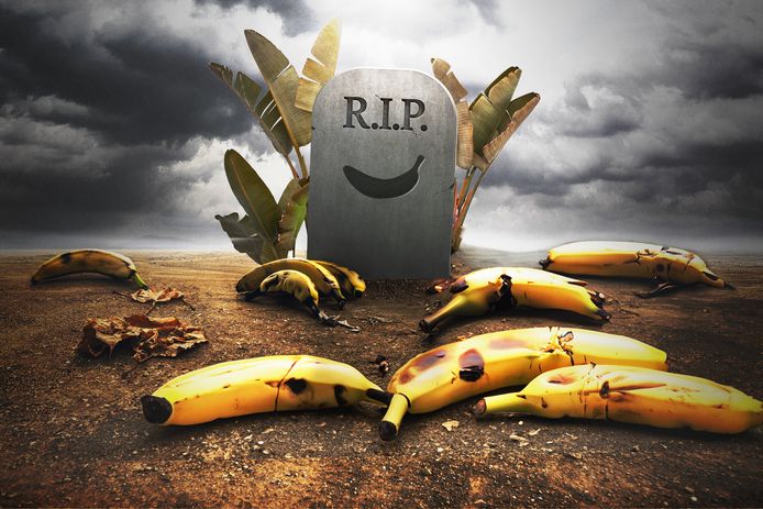 "Binnen vijf jaar kan het voorgoed gedaan zijn met de huidige banaan in onze winkels": zo klinkt het zelfs bij Chiquita.