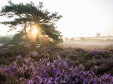 Dit zijn de mooiste heidevelden in regio Utrecht (en zo maak je daar het perfecte plaatje van)