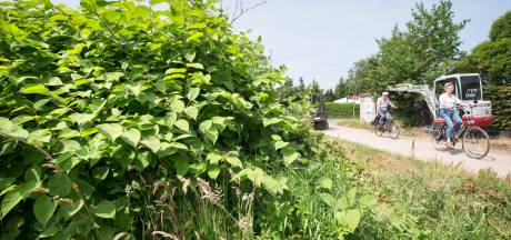 ‘Onuitroeibare’ duizendknoop zit nieuwbouw in de weg: tot 2,5 meter diep grond afgraven