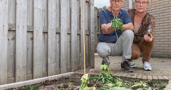 Minister Bruins: ‘politie heeft 2 wietplanten terecht weggehaald bij Jan en Jannie uit Hasselt'. #JanenJannie 