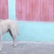 Dakloze Cees herenigd met zijn honden dankzij reddende engel