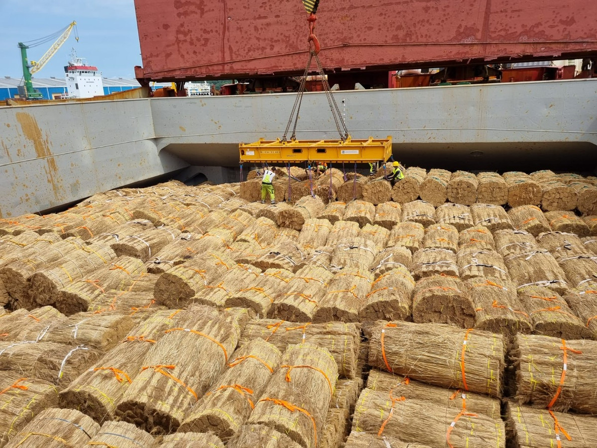 Riethandelaar Girbe van Rees uit Genemuiden importeert riet onverzekerd per bulkschip uit China, omdat de kosten van transport per zeecontainer torenhoog zijn.