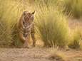 Lichtvoetige tijger legt 1.300 km af in India