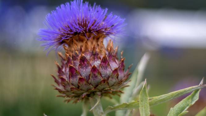 Waarom je nu moet beginnen met het zaaien van deze plant: ‘Je zult versteld staan’