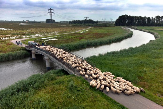 Schaapherder Huug Hagoort brengt zijn schapen naar een veilige plek vanwege het wassende water.