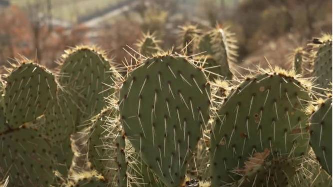 Zwitsers zien nu vaak cactussen in plaats van sneeuw in de bergen: “Opwarming van de aarde heeft grote impact”