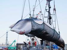 Japanse walvisvaarders voor het eerst in dertig jaar weer op jacht