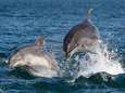 Dolfijnen moeten 'roepen' naar elkaar om nog boven menselijke geluiden te komen