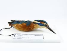 Wereldberoemde ijs-ijsvogel weer te zien in Natuurhistorisch Museum (maar dan op kamertemperatuur)