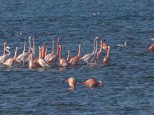 MIJN FOTO | Flamingo's poedelen bij de Grevelingendam