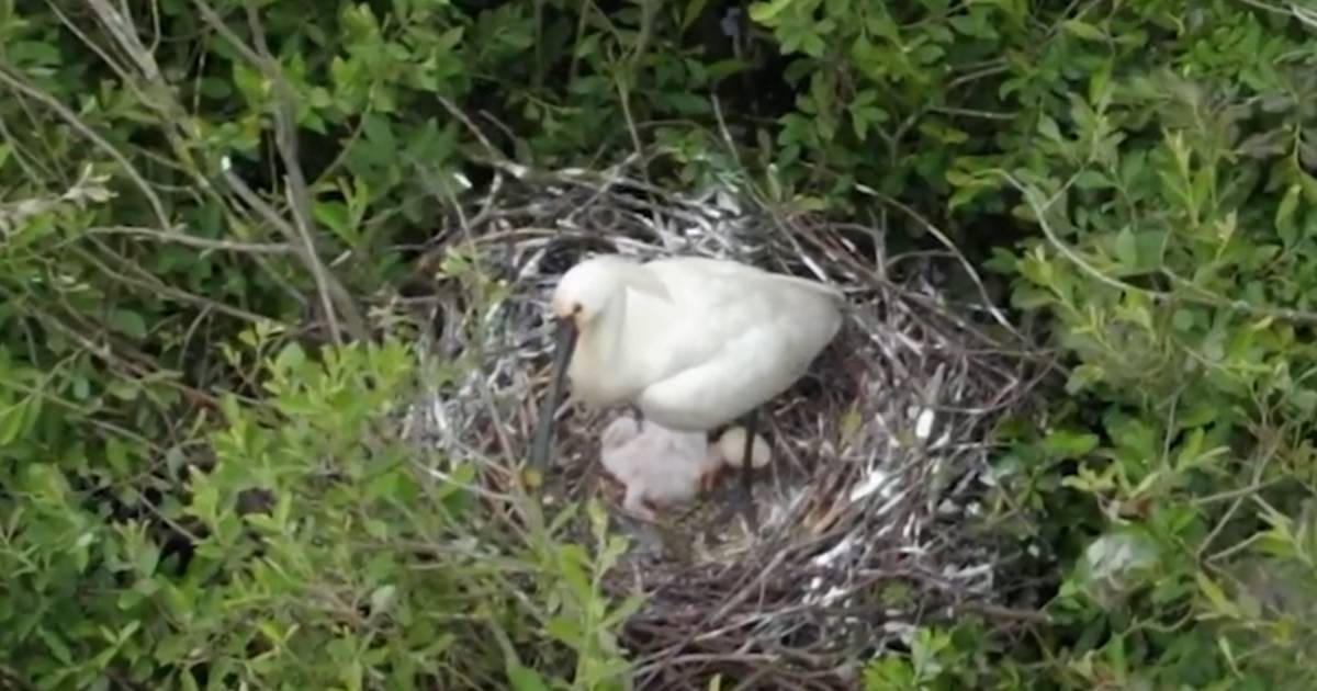 KIJK. Voor het eerst nestelt lepelaar zich in natuurreservaat De Zegge in Geel
