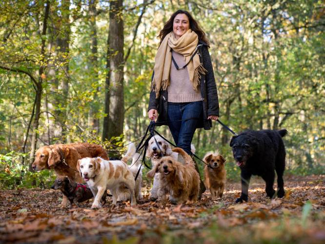 Uitlaatservices zitten ramvol met coronapuppies: ‘Het is een complete dagtaak om met ze te lopen’