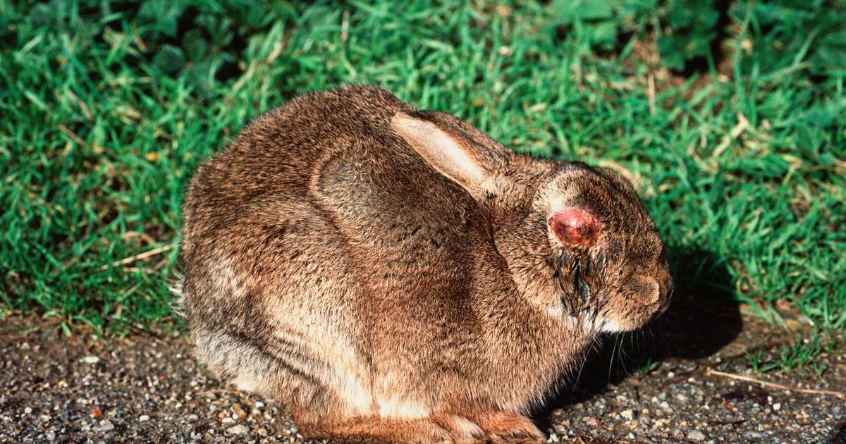 Tientallen dode konijnen in Zeeland, 