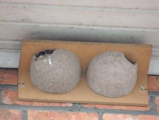 Harelbeke zoekt inwoners die een kunstnest willen hangen voor zwaluwen