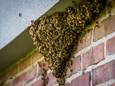 Duizenden bijen zoeken onderkomen in een spouwmuur van een flatgebouw in Eindhoven.