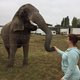 Bij de dood van een zebra die het circus niet uit wilde