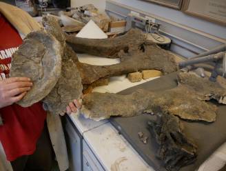 Koninklijk Belgisch Instituut voor Natuurwetenschappen ontvangt skelet van langnekdinosauriër 'Dan'