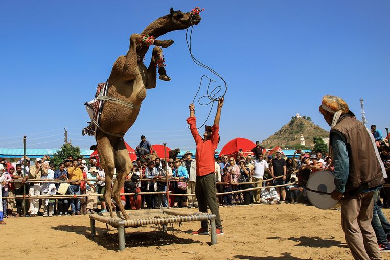 Deze dansende kameel is een van de bezienswaardigheden op de Pushkar Camel Fair in de Indiase deelstaat Rajasthan. Duizenden veehandelaren uit de regio komen jaarlijks op het festijn af om hun dieren te verkopen of om een nieuwe kameel te kopen. Beeld AFP