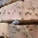 Hersenkraker: wat zie jij in deze stenen muur?