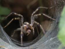 Un enfant prend une araignée mortelle pour un jouet