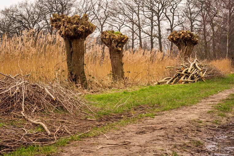 Westelijke Langstraat is een Natura2000-gebied in de gemeente Waalwijk.  Beeld ANP / Eugene Winthagen