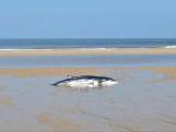 Drie meter lange dwergvinvis spoelt aan op Belgisch strand