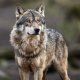 De grote boze wolf moet zijn prooi diervriendelijk doden – terwijl wij miljoenen dieren industrieel slachten