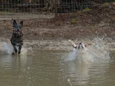 Hondenvijver Nunspeet eindelijk klaar voor gebruik: ‘Houden ze bij Staatsbosbeheer wel van honden?’