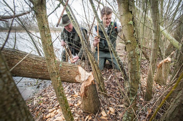 breda-foto : ron magielse
boswachters floris hoefakker (rechts) en bart weel bij door bever omgeknaagde boom in buitengebied tussen rietdijk en de mark