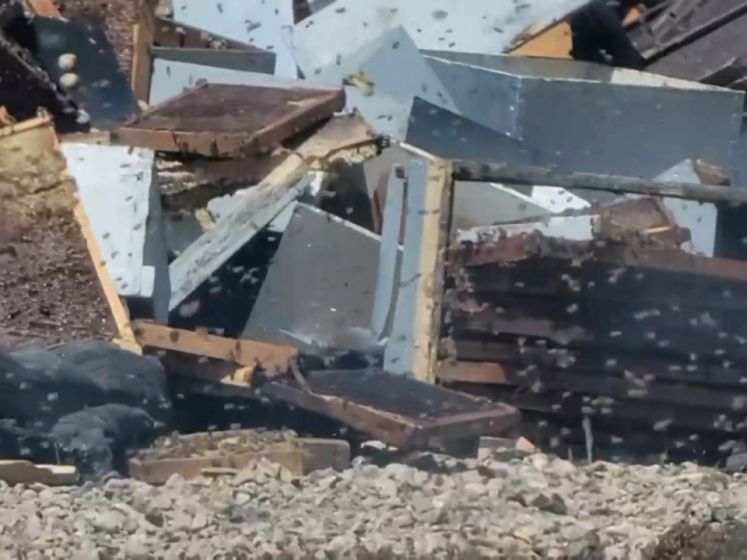 Des millions d'abeilles en liberté après un accident de camion aux États-Unis