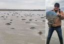Les plages de la partie occidentale du littoral belge sont parsemées de méduses “Rhizostome” (à gauche). Le guide nature Luc David a trouvé la plage pleine de méduses jeudi matin (à droite).