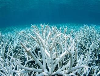 Steeds meer koraalriffen verbleken door klimaatopwarming: welke gevolgen heeft dat voor ons?