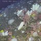 Wetenschappers filmden sponzen in de diepzee, en dat leverde spectaculaire en belangwekkende beelden op
