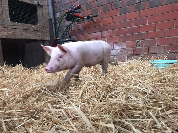 Chati loopt nu rond op de boerderij van Stichting Melief, een stuk over de grens in Duitsland