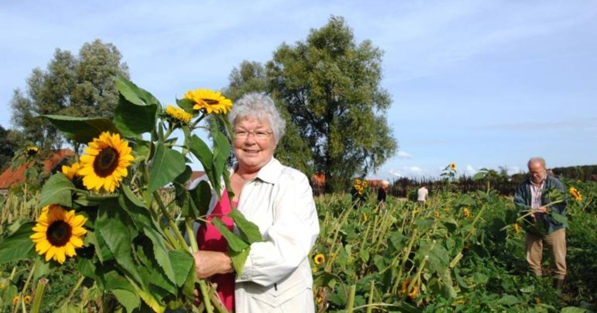 Zonnebloemen voor De Zonnebloem Roosendaal bndestem.nl