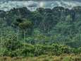 “Eén van de meest verontrustende gevolgen van klimaatverandering is al begonnen”: tropische bossen halen steeds minder koolstof uit de lucht