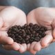 Je eigen koffie kweken? Dat kan met deze plant