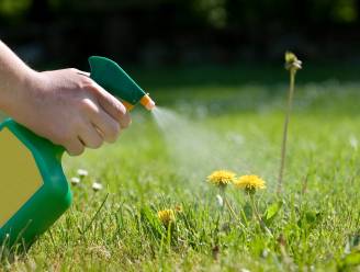 Hoe maak je komaf met onkruid in je tuin? “In het voorjaar is het niet zo sterk en heeft het nog geen zaden”