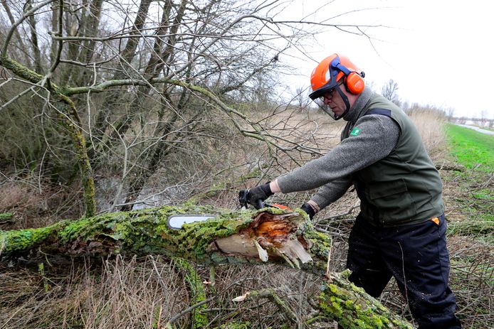 Boswachter Sjaak Vroom zet in de Biesbosch zijn kettingzaag in een boom die door de storm is geveld.