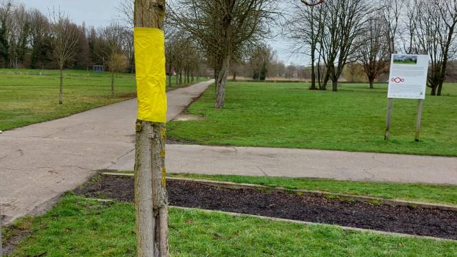 Tongeren gaat voor ecologische bestrijding van paardenkastanjemineermot 