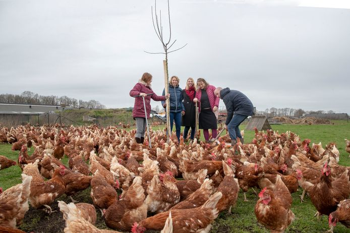 In het kader van de Gelderse Bos Battle wordt een appelboom geplant bij biologische boerin Conny van den Top (tweede van links).