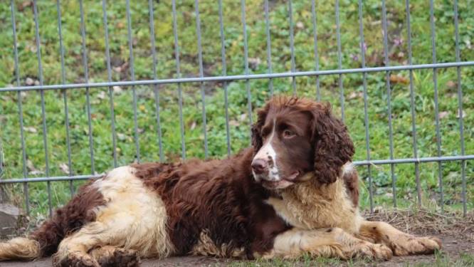 Open dag bij het dierenasiel in Enschede: dit is er te doen