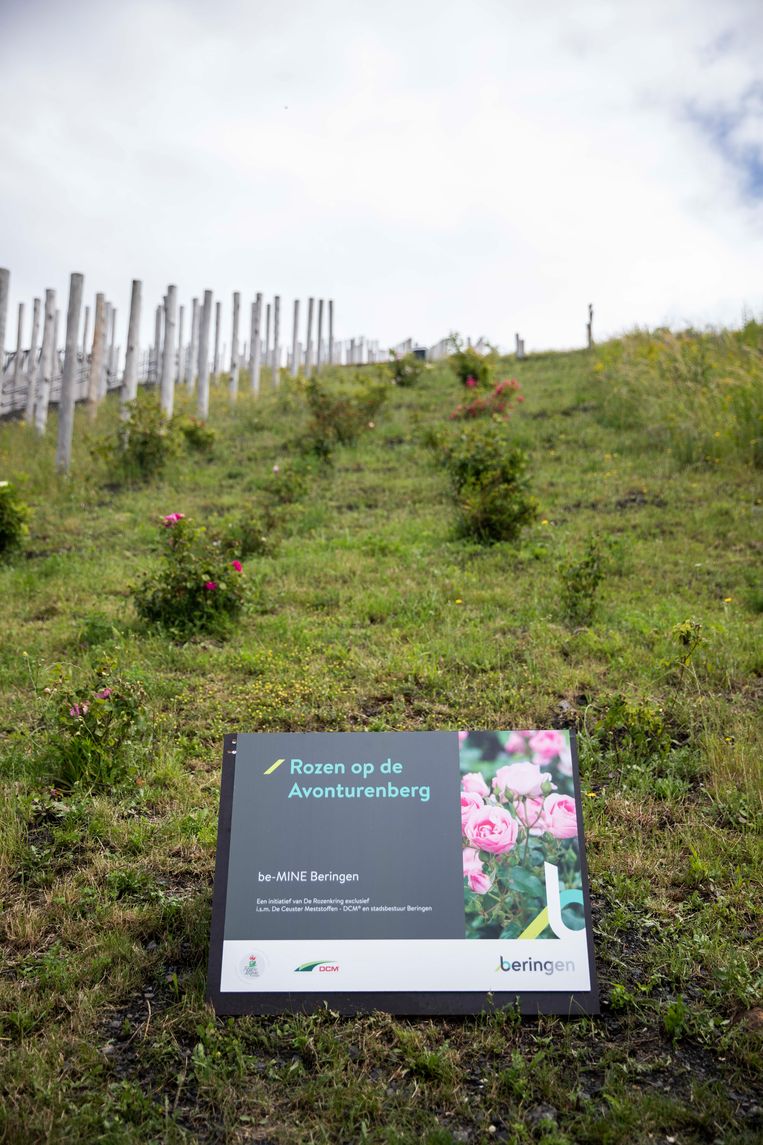 Bord 'Rozen op de Avonturenberg' - Be-Mine.