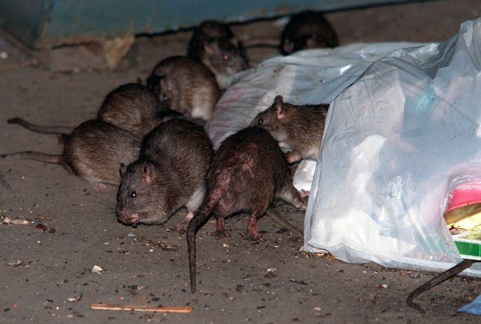 New York wordt al jarenlang geplaagd door miljoenen ratten.