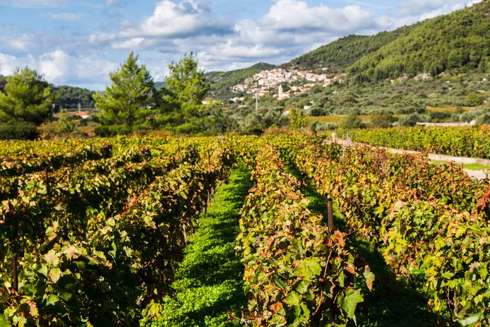 Overal kun je wijn proeven uit de lokale wijngaarden.
