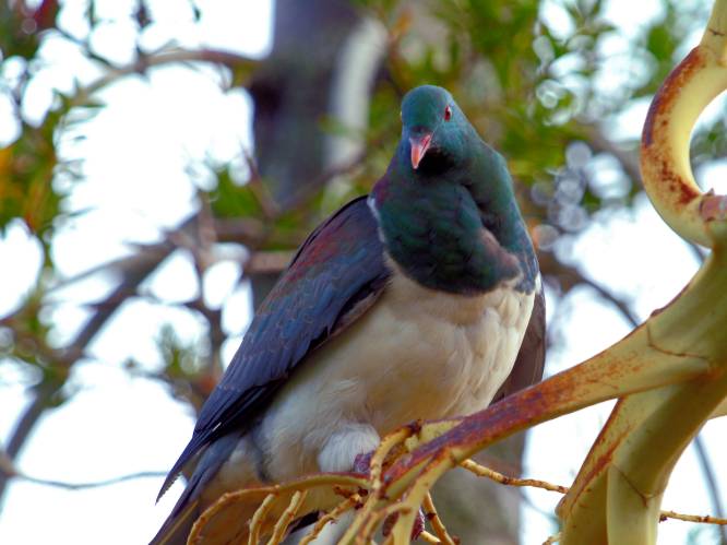 Dit koddige, dronken dikkerdje is in Nieuw-Zeeland vogel van het jaar