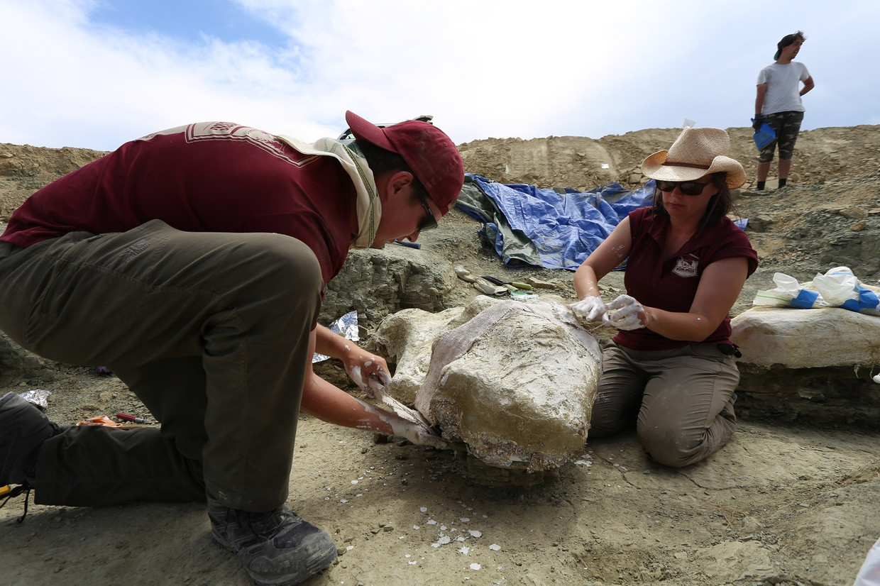 Opgraving op de Jurassic Mile Beeld Naturalis